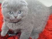 Scottish fold kittens available 