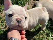 Cute french bulldog puppies for sale 