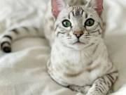 Why Should One Buy A Bengal Cat From Us