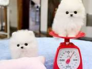 Akc Registered Pomeranian puppies.(971) 301-2862