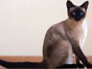 Siamese Cat | My Kitten Shop9