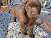 Affectionate AKC Chocolate Lab Puppies Doodle Puppies for Sale