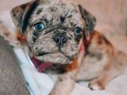 Adorable Pug Puppies for sale Near Me, Pug puppies for sale, Cheap Pugs