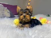 Healthy Yorkie Pups. text 402-246-0882