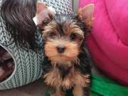 Yorkie puppies to give it out