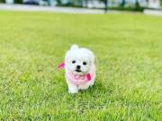 Baby Maltese looking for a new home 4178151274