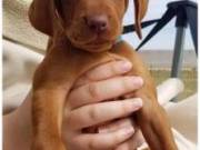 Vizsla pups    keithrowland980@gmail.com