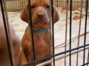 Vizsla pups    keithrowland980@gmail.com