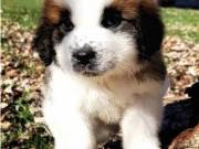 Cute St Bernard Puppies Available
