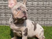 French Bulldog puppies