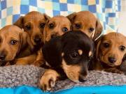 Pure bred miniture dachshund