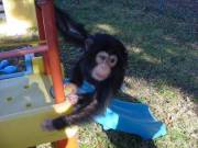  chimpanzee looking for  a new home