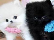 Good temperament and absolutely darling Pomeranian Puppies (402)246-0882 