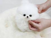 Amazing Akc reg. t-cup pomeranian puppies for sale.(402)246-0882 