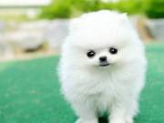 Well Trained Teacup Pomeranian puppies available (402)246-0882 