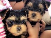 Adorable Male and Female Yorkie Call/text +1 205-683-2344