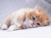 Buy kittens online