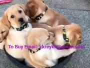 Cheap Labrador and golden retriever puppies for adoption and rehoming