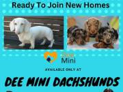 Mini Dachshunds for Sale