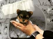 lovely Male and Female Yorkie Puppies