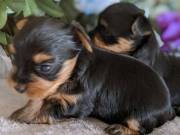 Lovely and adorable Teacup Yorkie puppies
