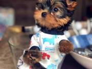 Yorkie puppies for sale