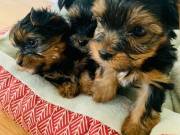 yorkie puppies for adoption