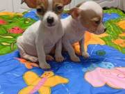 Beautiful Two Chihuahua Puppies For Re-homing