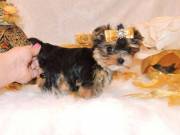 Adorable male and female yorkie for sale