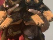 Top Quality Rottweiler Puppies Available Now!!! - Price: $770