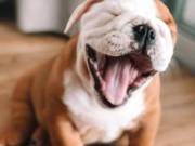 English Bulldog Available  (505)278-5606