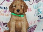 Goldendoodle Puppies For Sale