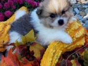 Adorable Pomerania puppy 