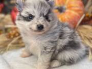 Lovely Pomerania Puppy +(469)4309467