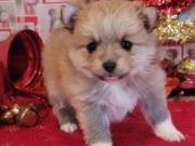 Lovely Pomerania Puppy +(469)4309467