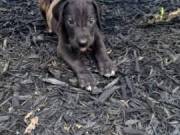 Great dane puppy puppies