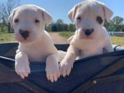 Fantastic dogo argentino puppies available now
