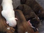 Boxer Puppies For Sale