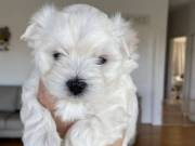  Best Puppy for Sale