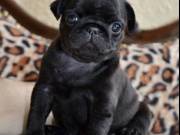 ADORABLE FAWN PUGS FOR SALE