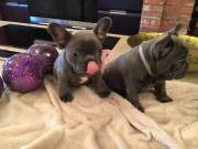Stunning French bulldog puppies ready
