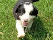 Gorgeous Border Collie puppies