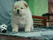 Gorgeous Chow Chow puppies