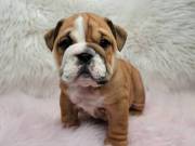 Gorgeous English Bulldog puppies
