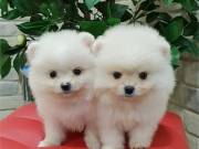 Healthy Pomeranian puppies for new home  