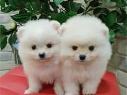 Charming pomeranian puppies available for new homes 