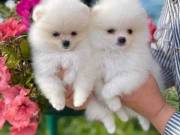 Quality Teacup Pomeranian Puppies, email for more  