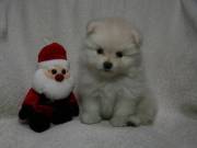 Vet checked Well Trained Teacup Pomeranian puppies