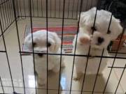 Available Teacup Maltese Puppies.Text 