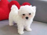 Akc Registered Teacup Maltese puppies